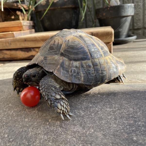迷子動物の写真