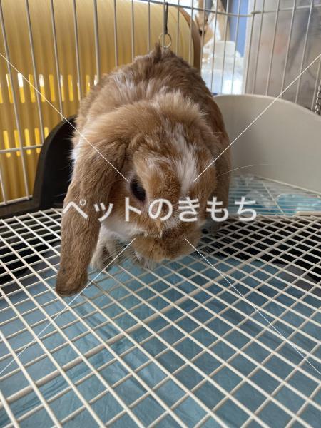 保護ウサギの写真
