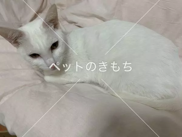保護猫の画像