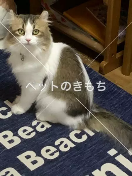 迷子猫の画像