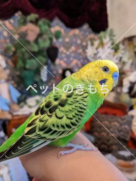 迷子鳥の画像
