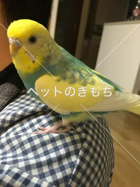 迷子鳥の画像