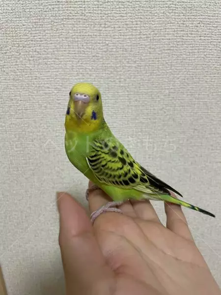 迷子鳥の画像