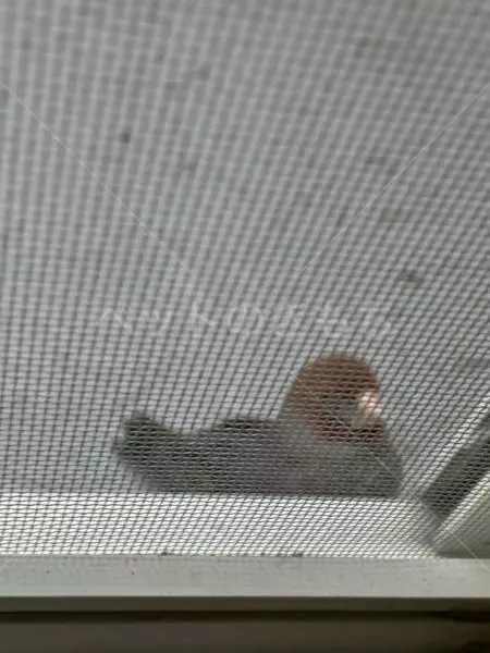 コメントの画像