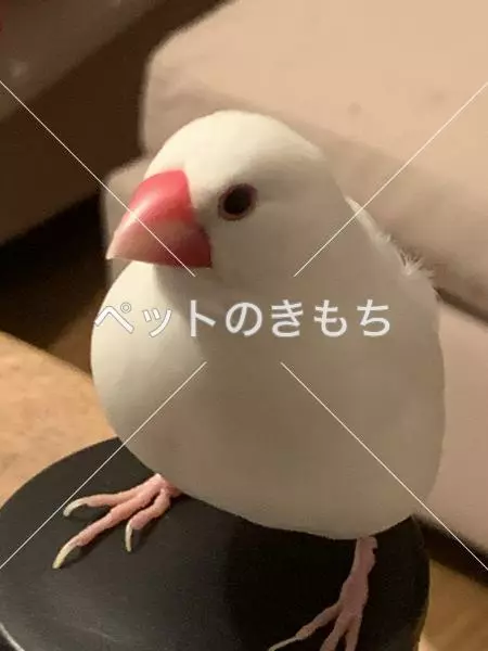 迷子鳥の画像