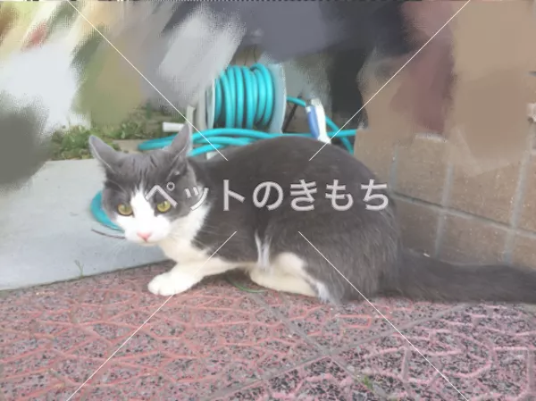 コメント投稿の画像