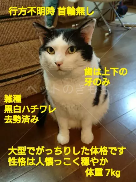 迷子猫の画像