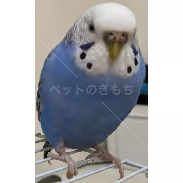 迷子鳥の画像