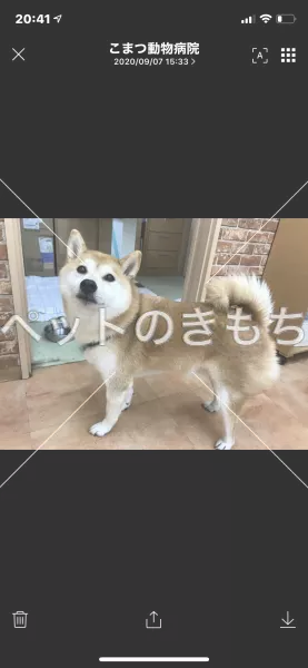 コメント投稿の画像