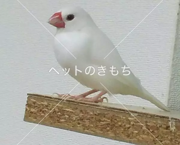 迷子鳥の画像