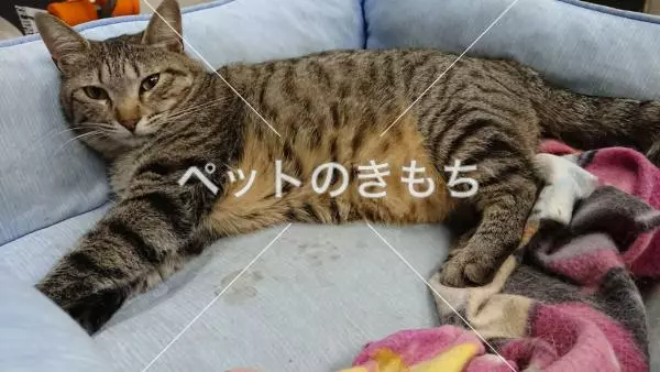 迷子猫の画像
