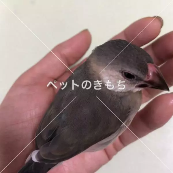 迷子鳥の画像