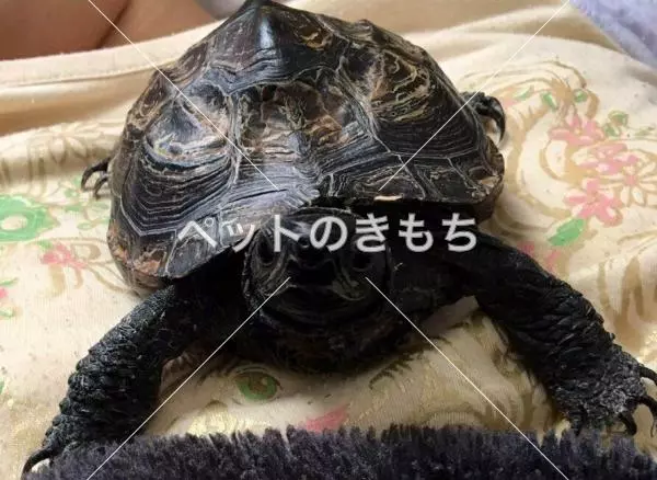 迷子ペットの画像