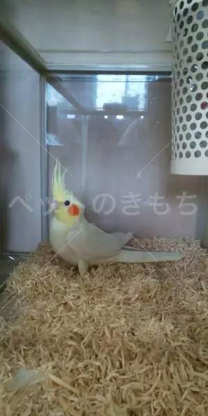 迷子鳥の画像