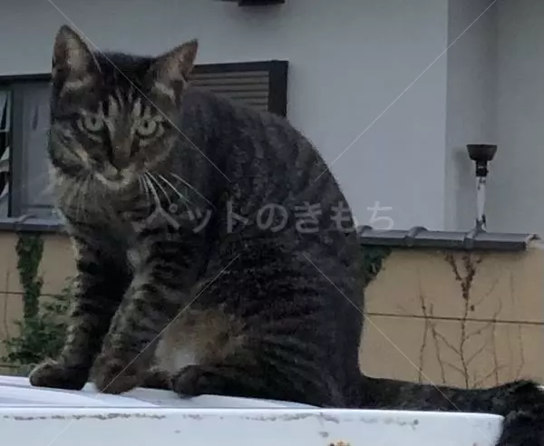 迷子猫の画像