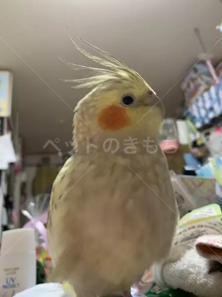 迷子鳥の画像