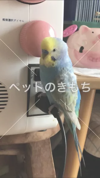 迷子鳥の画像