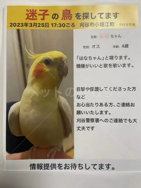 迷子鳥の画像