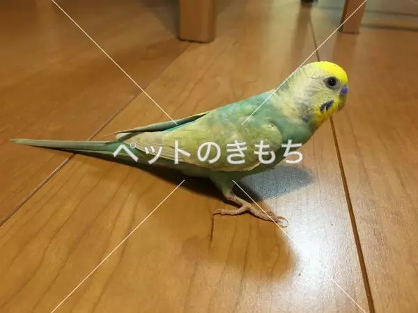 迷子鳥の画像