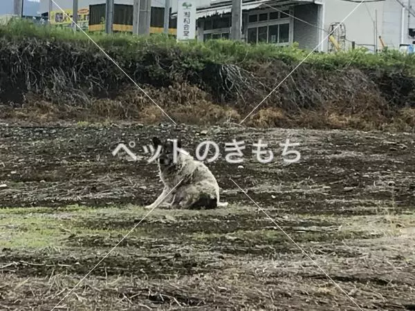 コメント投稿の画像