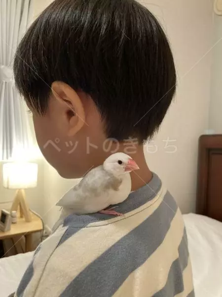 迷子鳥の画像