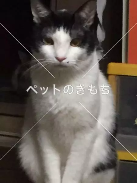 迷子猫の画像