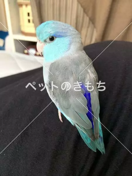 保護鳥の画像
