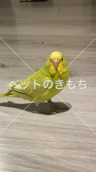 迷子鳥の画像