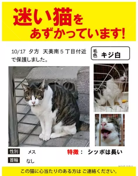 保護猫の画像
