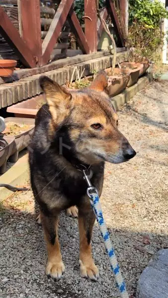 迷子犬の画像