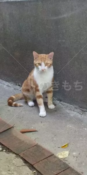 迷子猫の画像
