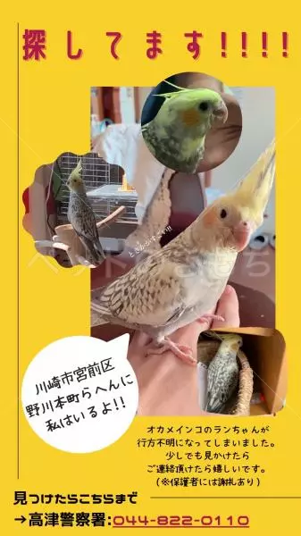 迷子鳥の画像