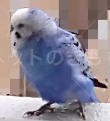 コメントの画像