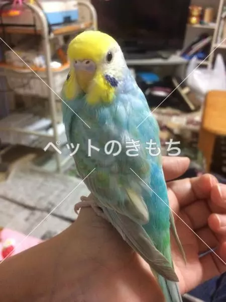 迷子鳥の画像