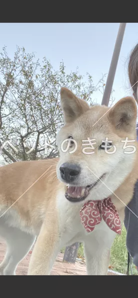 迷子犬の画像