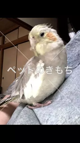 迷子鳥の画像