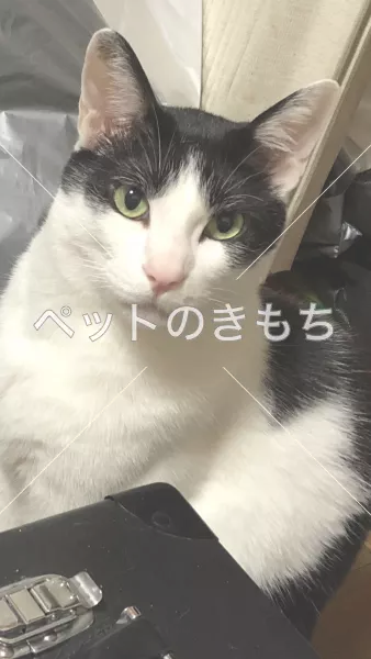 迷子猫の画像
