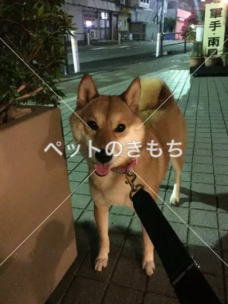 保護犬の画像