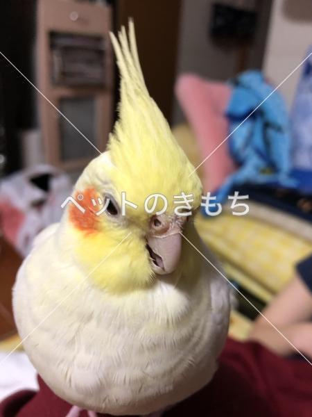 迷子鳥の画像