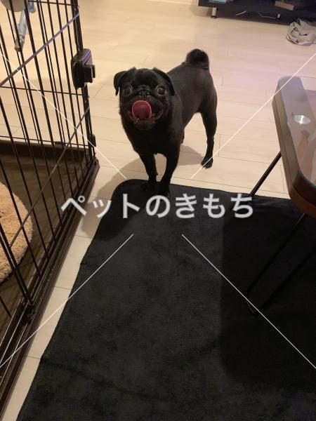迷い犬の写真