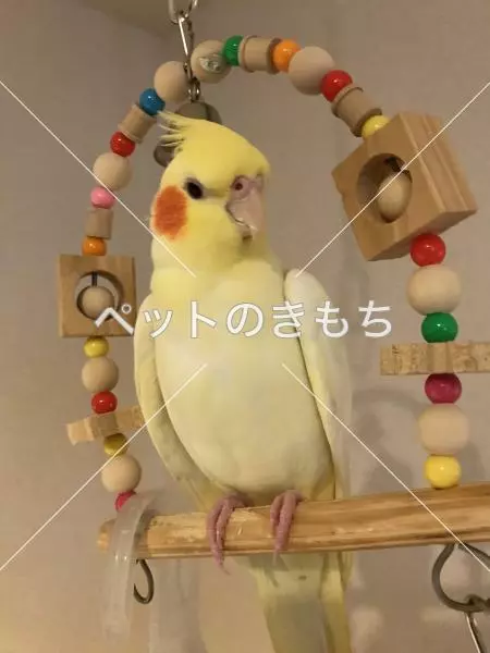 迷子鳥の画像