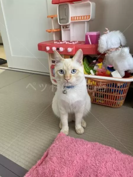 迷子猫の画像