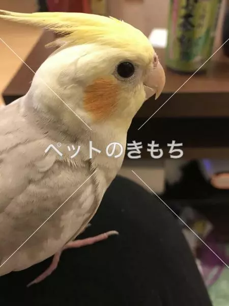 迷子鳥の画像