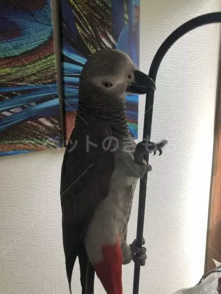 迷子鳥の画像
