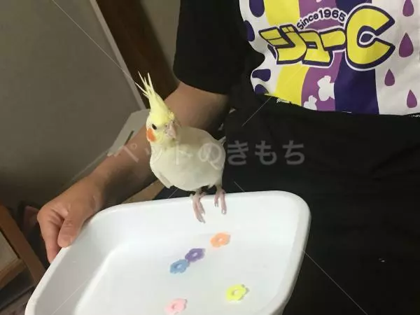 迷子鳥の画像