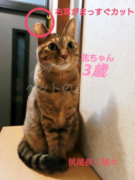 迷子猫の画像