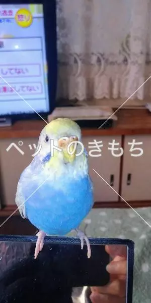 迷子鳥の画像
