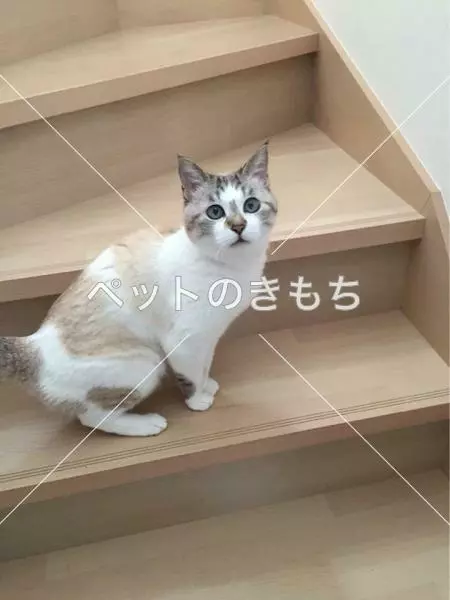 迷子猫の画像
