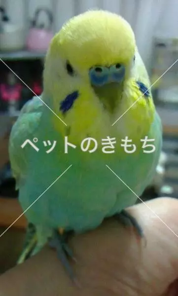 迷子鳥の画像