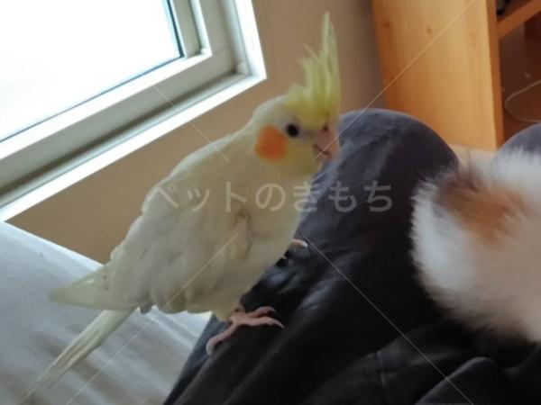 迷子鳥の画像
